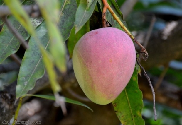 mangoes of Andhra and Telangana