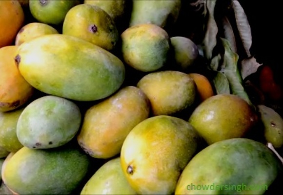 Pedda rasam mango